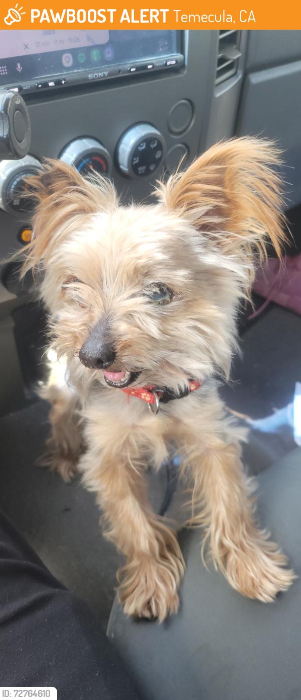 Found/Stray Female Dog last seen Rancho Elementary , Temecula, CA 92591