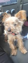 Found/Stray Female Dog last seen Rancho Elementary , Temecula, CA 92591