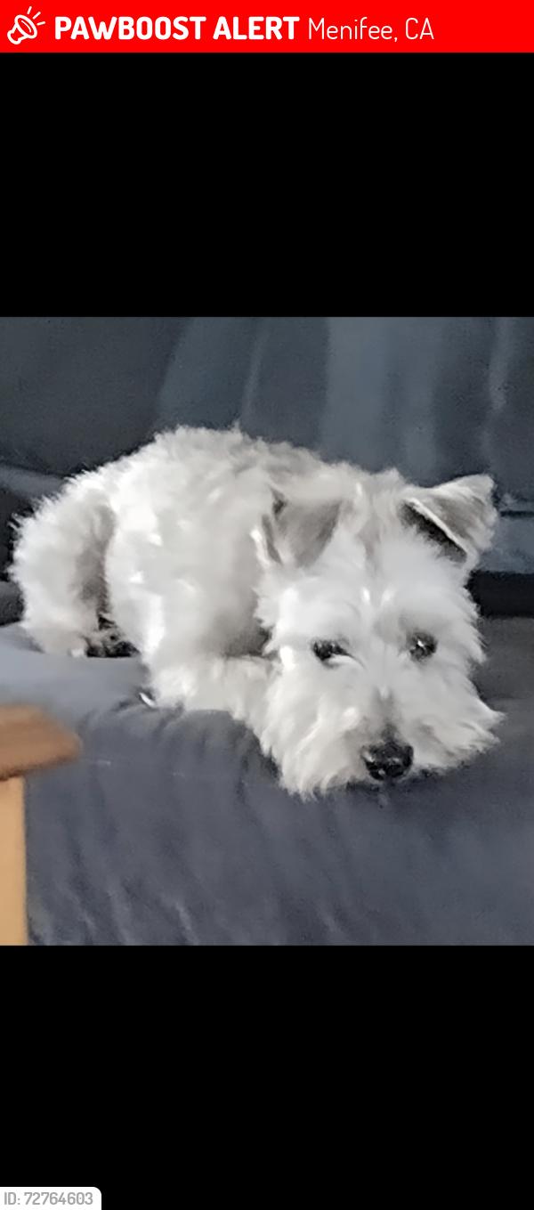 Lost Male Dog last seen McCall Blvd and Pebble Beach Dr, Menifee, CA 92586