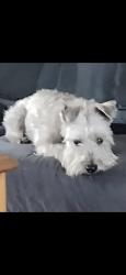 Lost Male Dog last seen McCall Blvd and Pebble Beach Dr, Menifee, CA 92586