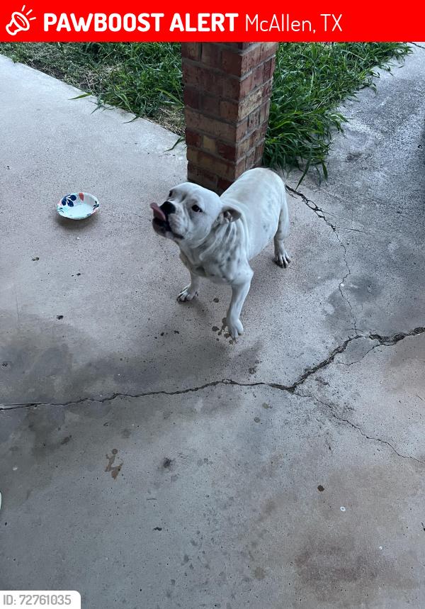 Lost Male Dog last seen 26th St and Colbath Ave, McAllen, TX 78503