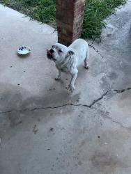 Lost Male Dog last seen 26th St and Colbath Ave, McAllen, TX 78503