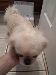 Found/Stray Unknown Dog last seen 131st and Aspen, Broken Arrow, OK 74011