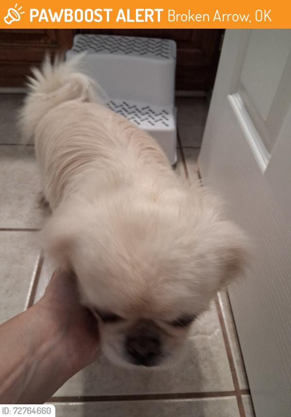 Found/Stray Unknown Dog last seen 131st and Aspen, Broken Arrow, OK 74011