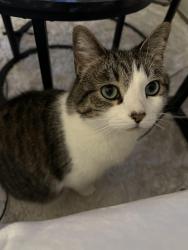 Lost Male Cat last seen Cedar fork and fox haven, Hutto, TX 78634