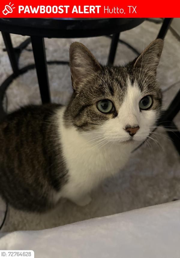 Lost Male Cat last seen Cedar fork and fox haven, Hutto, TX 78634