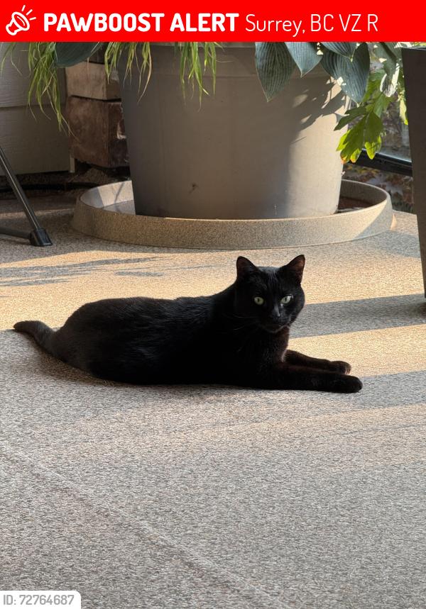 Lost Male Cat last seen Walkway between 34a Ave and 34 Ave (Small walking trail, and bridge)., Surrey, BC V3Z 0Z3