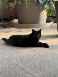 Lost Male Cat last seen Walkway between 34a Ave and 34 Ave (Small walking trail, and bridge)., Surrey, BC V3Z 0Z3