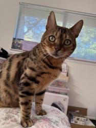 Lost Male Cat last seen Landis & Monteglen Court, Carmichael, CA 95608