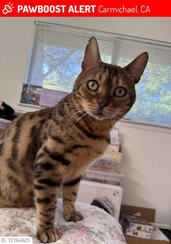 Lost Male Cat last seen Landis & Monteglen Court, Carmichael, CA 95608