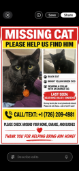 Lost Male Cat last seen Gray town rd, Converse, TX 78109