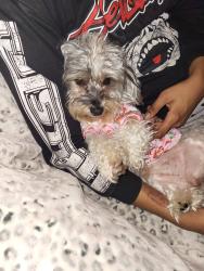 Lost Female Dog last seen N 50th Street and busch blvd, Tampa, FL 33617