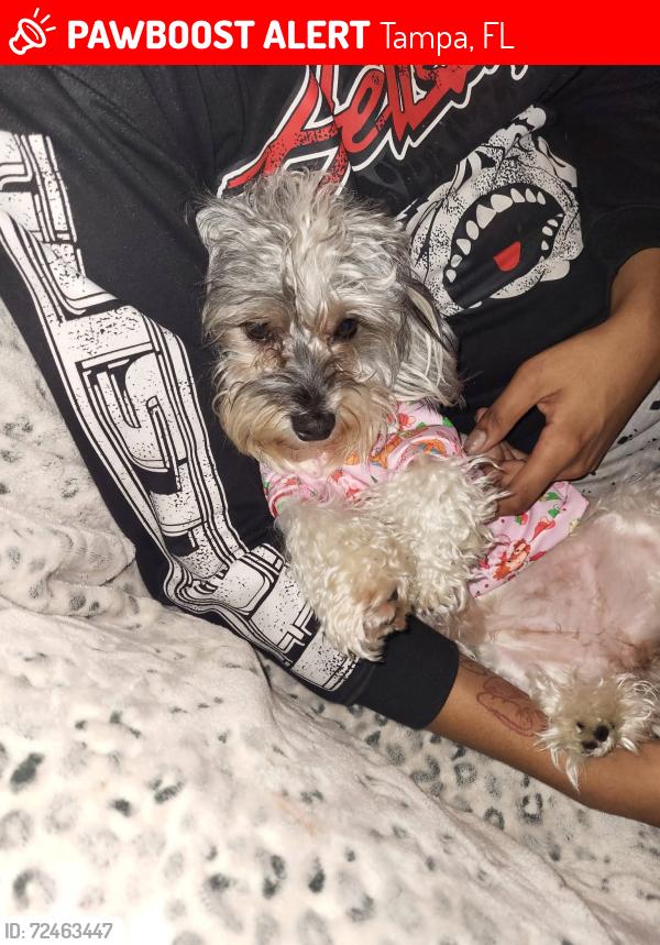 Lost Female Dog last seen N 50th Street and busch blvd, Tampa, FL 33617