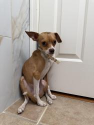 Found/Stray Male Dog last seen Hardy and La Cañada, Marana, AZ 85742