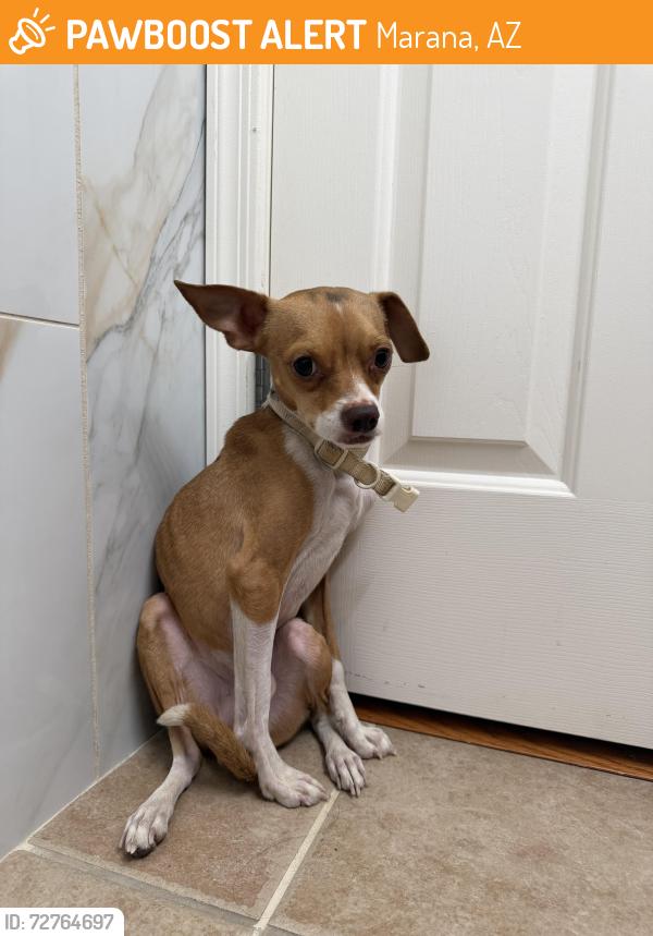 Found/Stray Male Dog last seen Hardy and La Cañada, Marana, AZ 85742