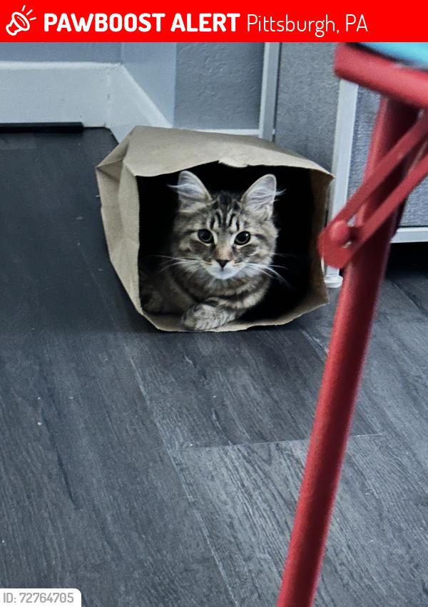 Lost Female Cat last seen Southside flts. South 15th st. Pittsburgh pa 15203, Pittsburgh, PA 15203