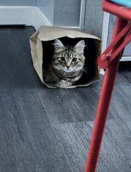 Lost Female Cat last seen Southside flts. South 15th st. Pittsburgh pa 15203, Pittsburgh, PA 15203