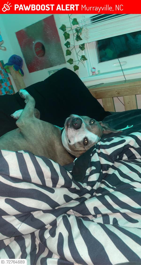 Lost Female Dog last seen around murrayvile farm maybe , Murrayville, NC 28411