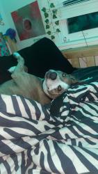 Lost Female Dog last seen around murrayvile farm maybe , Murrayville, NC 28411