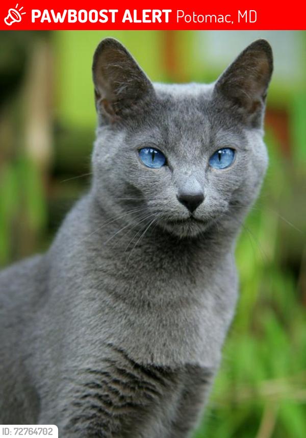 Found/Stray Unknown Cat last seen Potomac, MD 20854, Potomac, MD 20854