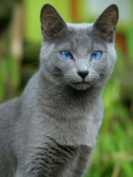 Reunited Unknown Cat last seen Potomac, MD 20854, Potomac, MD 20854