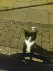 Found/Stray Unknown Cat last seen On the pavement/road between 213-237 Beverley Drive, Greater London, England HA8 5NL