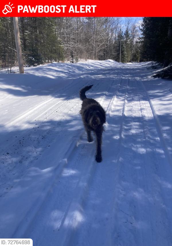 Lost Female Dog last seen Greenfield road, North Glengarry, ON K0C 1A0