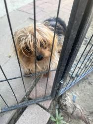 Found/Stray Male Dog last seen Hood Street, Arvin, CA 93203