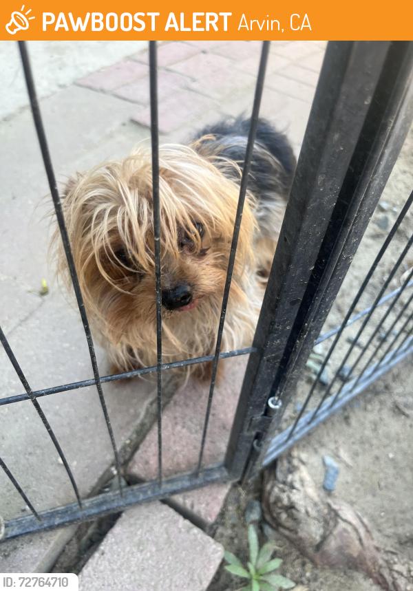 Found/Stray Male Dog last seen Hood Street, Arvin, CA 93203