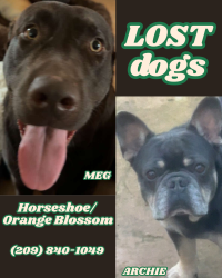 Lost Female Dog last seen Horseshoe Rd. / Orange Blossom Rd, Stanislaus County, CA 95361