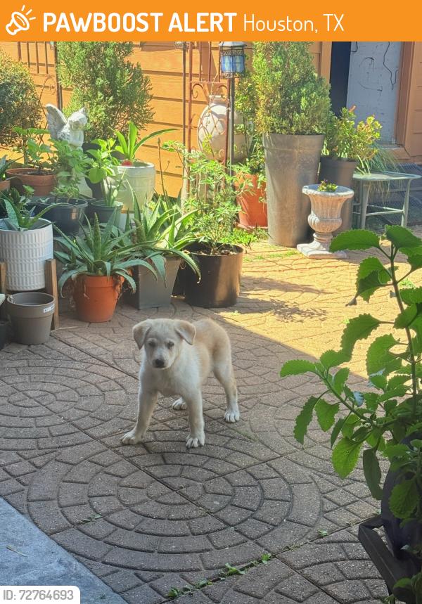 Found/Stray Female Dog last seen Globe st. Houston Tx 77034, Houston, TX 77034