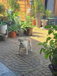 Found/Stray Female Dog last seen Globe st. Houston Tx 77034, Houston, TX 77034