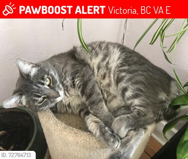 Lost Female Cat last seen Tillicum and Walter Avenue, Victoria, BC V9A 2E3