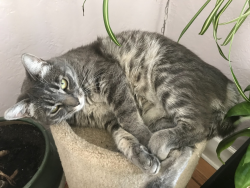 Lost Female Cat last seen Tillicum and Walter Avenue, Victoria, BC V9A 2E3
