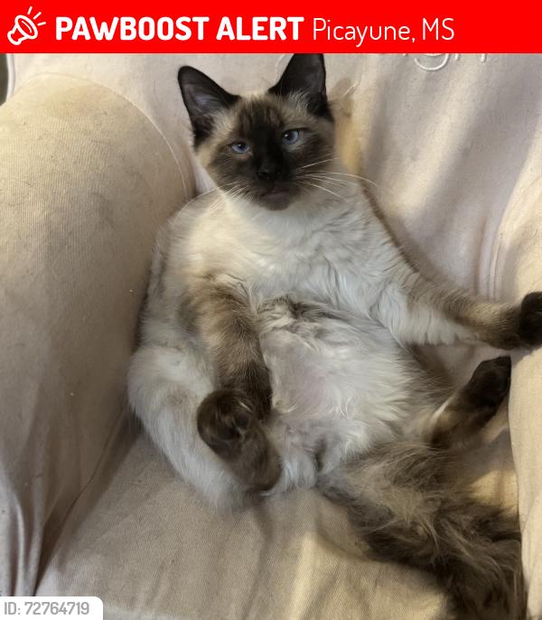Lost Male Cat last seen Fz goss Road, Picayune, MS 39466