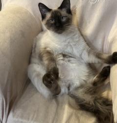 Lost Male Cat last seen Fz goss Road, Picayune, MS 39466