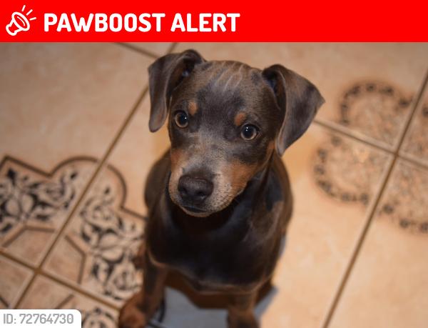 Lost Male Dog last seen Cherry Ave , South San Francisco, CA 94080