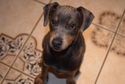 Lost Male Dog last seen Cherry Ave , South San Francisco, CA 94080