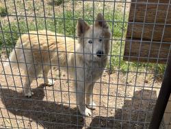 Found/Stray Male Dog last seen Hwy 14, Sandia Park, NM 87047