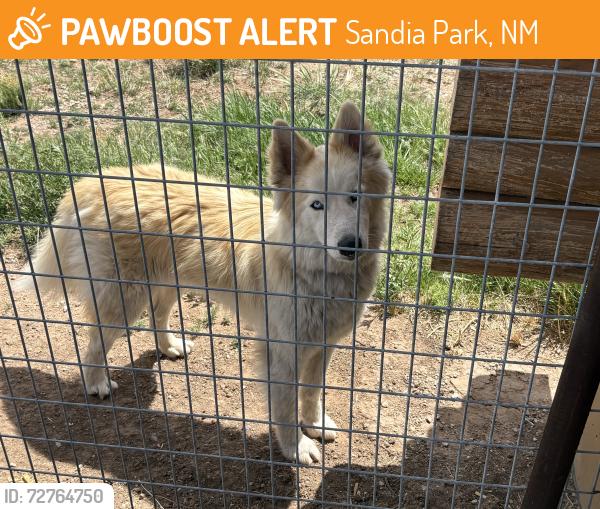 Found/Stray Male Dog last seen Hwy 14, Sandia Park, NM 87047