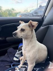 Found/Stray Female Dog last seen Pleasanton Road and 1604, Bexar County, TX 78221