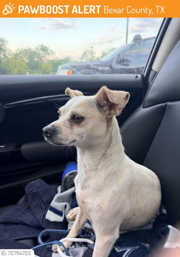 Found/Stray Female Dog last seen Pleasanton Road and 1604, Bexar County, TX 78221