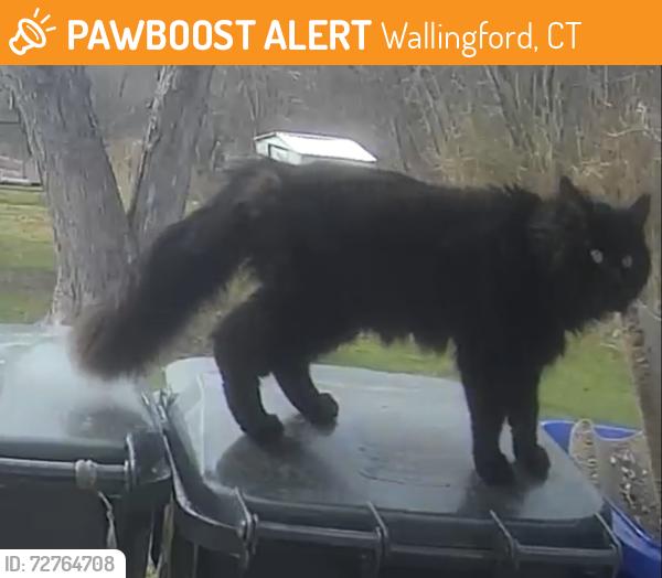 Found/Stray Unknown Cat last seen Lyman Hall, Wallingford, CT 06492