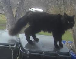 Found/Stray Unknown Cat last seen Lyman Hall, Wallingford, CT 06492