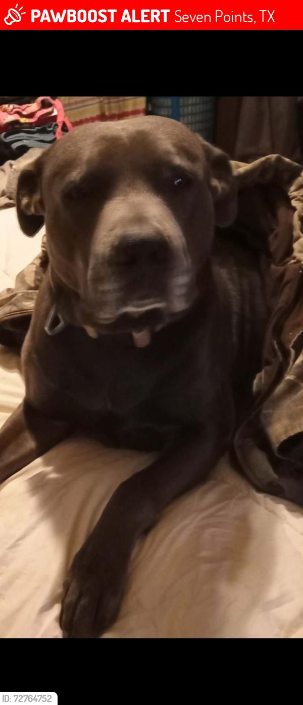 Lost Male Dog last seen Near between kemp tx, and seven points tx, Seven Points, TX 75143