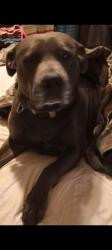 Lost Male Dog last seen Near between kemp tx, and seven points tx, Seven Points, TX 75143