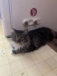 Lost Male Cat last seen Van Story Hills , Fayetteville NC, Fayetteville, NC 28303