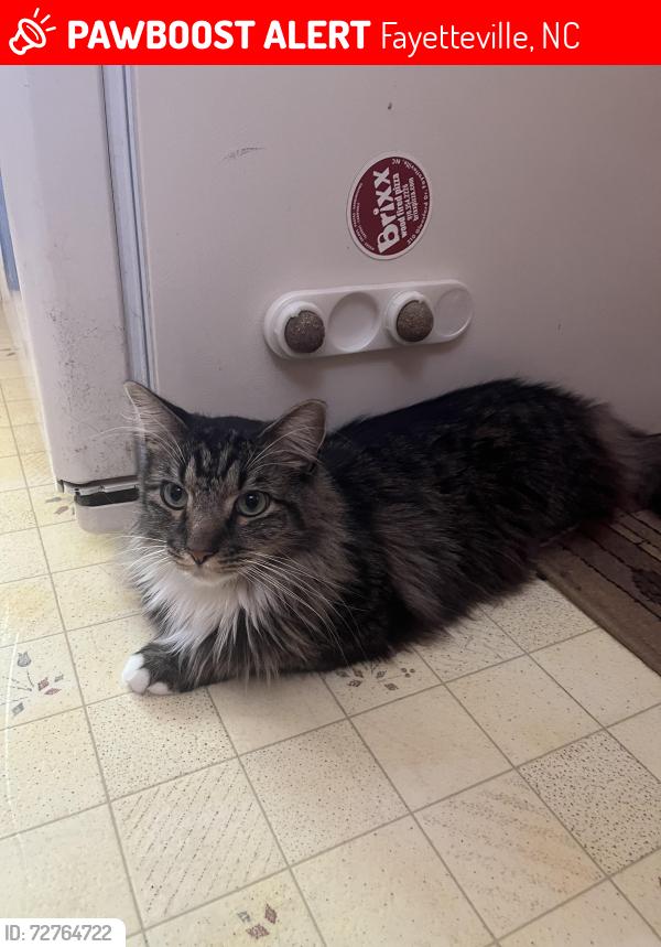 Lost Male Cat last seen Van Story Hills , Fayetteville NC, Fayetteville, NC 28303