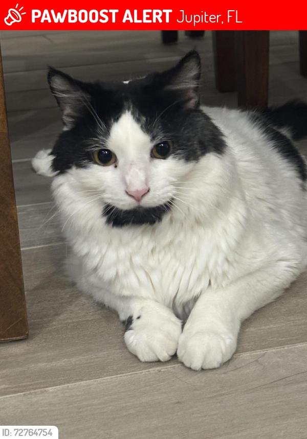 Lost Male Cat last seen County line rd, Jupiter, FL 33469