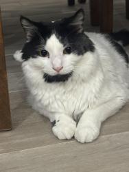 Lost Male Cat last seen County line rd, Jupiter, FL 33469